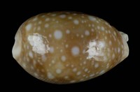 藏品(白星寶螺)的圖片